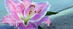 lily-gb6235b594_1920-1compressee-3.jpg